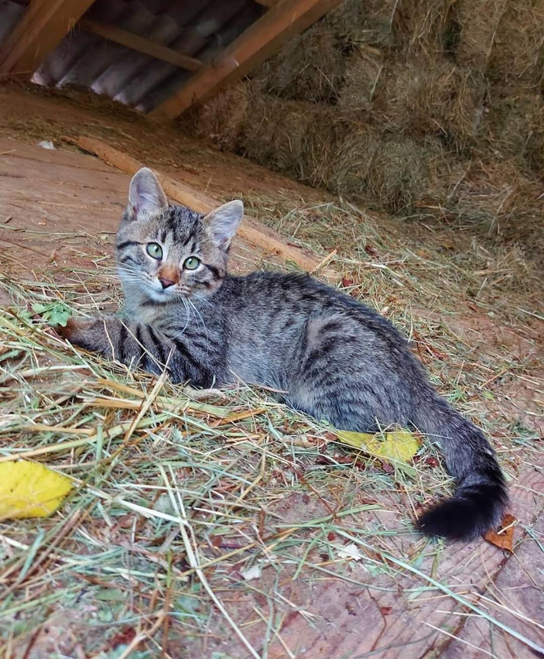 Mala farma Nani Small farm Nani Villa Visoko Esterno foto