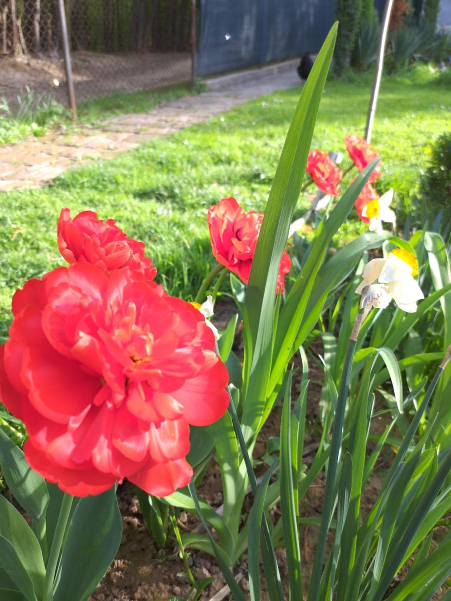 Mala farma Nani Small farm Nani Villa Visoko Esterno foto